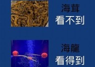 海角是什么食物？揭秘海角的制作方法与风味特点